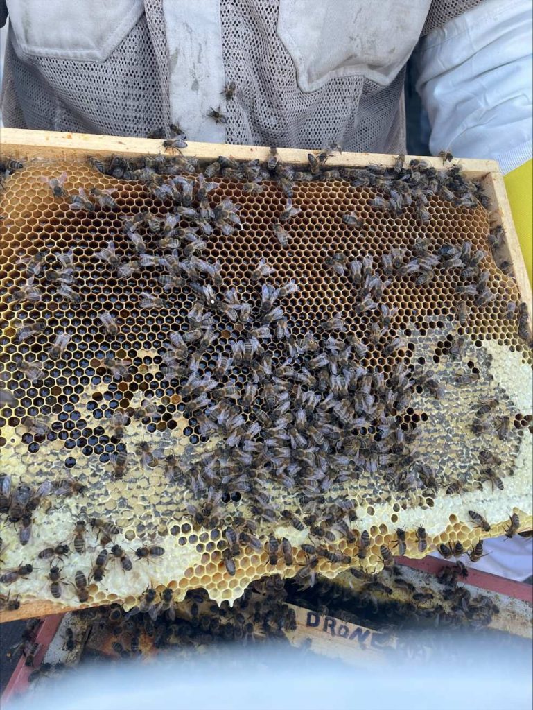 ESG Arribatec stock exchange planting flowers for the bees